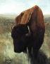 Buffalo by Carl D Rhodes Limited Edition Pricing Art Print