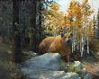 Big Ol Bear by Carl D Rhodes Limited Edition Print