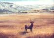 Ichita Elk by Carl D Rhodes Limited Edition Print