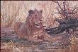 Resting Lion by Julia Rogers Limited Edition Pricing Art Print
