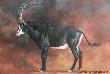 Sable by Julia Rogers Limited Edition Print