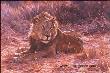 Samburu Lion by Julia Rogers Limited Edition Print
