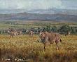 Eland by Julia Rogers Limited Edition Print