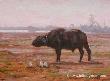 Buffalo Morning by Julia Rogers Limited Edition Print
