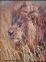 Lion by Julia Rogers Limited Edition Pricing Art Print