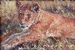 Lion Cub by Julia Rogers Limited Edition Print