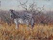 Zebra by Julia Rogers Limited Edition Pricing Art Print