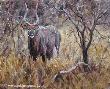 Nyala by Julia Rogers Limited Edition Print