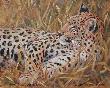 Leopard by Julia Rogers Limited Edition Print