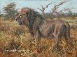 Zimbabwe Lion by Julia Rogers Limited Edition Pricing Art Print