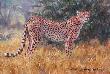 Cheetah by Julia Rogers Limited Edition Print