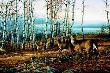 Birch Line by Terry Redlin Limited Edition Print