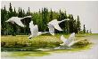 Along River Swans by Maynard Reece Limited Edition Print