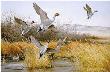 Breaking Away Pintails by Maynard Reece Limited Edition Print