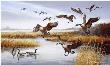 Careful Landing Geese by Maynard Reece Limited Edition Print