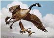 Coasting Down Geese by Maynard Reece Limited Edition Print