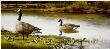 Family Canada Geese by Maynard Reece Limited Edition Print