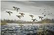 Passing Through Scaup by Maynard Reece Limited Edition Print