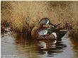 Preening Bluewing Teal by Maynard Reece Limited Edition Print