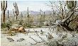 Sonoran Desert Quail by Maynard Reece Limited Edition Print