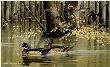 Seclusion Woodducks by Maynard Reece Limited Edition Print