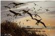 Sunset Canada Geese by Maynard Reece Limited Edition Print