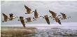 Over The Marsh Geese by Maynard Reece Limited Edition Pricing Art Print