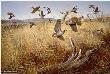 Quail Ridge Bobwhite by Maynard Reece Limited Edition Pricing Art Print