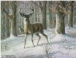 Alert Whitetail Deer by Maynard Reece Limited Edition Print