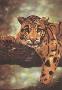 Clouded Leopard by Harold Rigsby Limited Edition Pricing Art Print