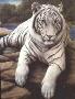 White Bengal Tiger Iii by Harold Rigsby Limited Edition Print