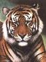 Bengal Tiger Viii by Harold Rigsby Limited Edition Print