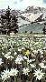 Mountain Daisies by Linda Roberts Limited Edition Pricing Art Print