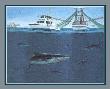 Cobia Fever by Willard Pratt Limited Edition Pricing Art Print