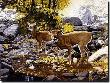 Falling Leaves by Don Rodell Limited Edition Print