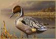 Pintail Drake by Mark Bordignon Limited Edition Pricing Art Print