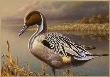 Pintail Drake by Mark Bordignon Limited Edition Print