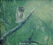 Owl by Robert Post Limited Edition Print