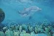 Bottlenosed Dolphin by Robert Post Limited Edition Print
