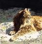 Sun Kissed by Sueellen Ross Limited Edition Pricing Art Print