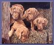 Chessie James Gang by Gene Canning Limited Edition Print