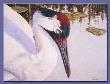 Whooper Portrait by Gene Canning Limited Edition Print