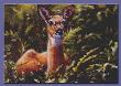 Deer Study 1 by Gene Canning Limited Edition Pricing Art Print