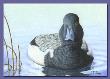 In Calm Waters Scaup by Gene Canning Limited Edition Print