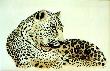Ians Leopard by Bruce W Krucke Limited Edition Pricing Art Print