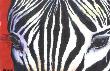 Contemplative Zebra by Bruce W Krucke Limited Edition Print
