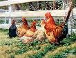Jans Chickens by Joelle Smith Limited Edition Pricing Art Print