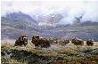 Autumn Thunder Musk Ox by John Seerey-Lester Limited Edition Print