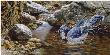 Bathing Bluejay by John Seerey-Lester Limited Edition Print