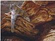 Cliff Hanger Bobcat by John Seerey-Lester Limited Edition Print